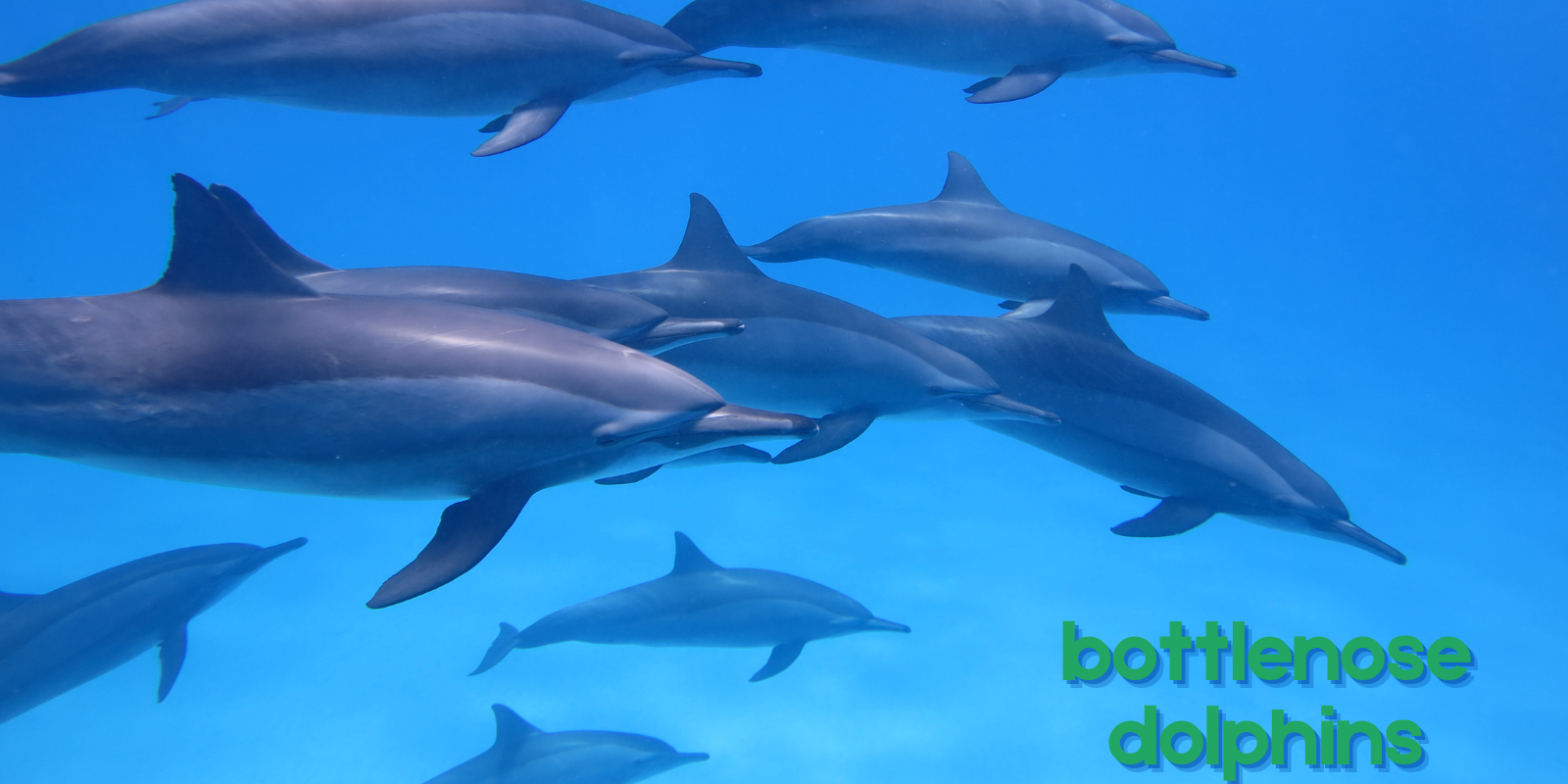 bottlenose-dolphins
