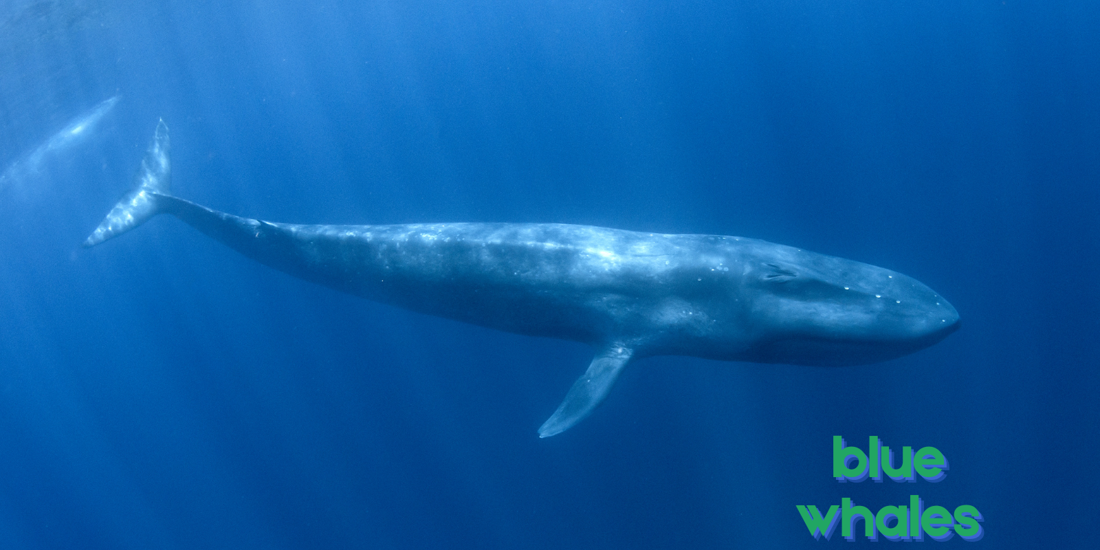 whales-blue
