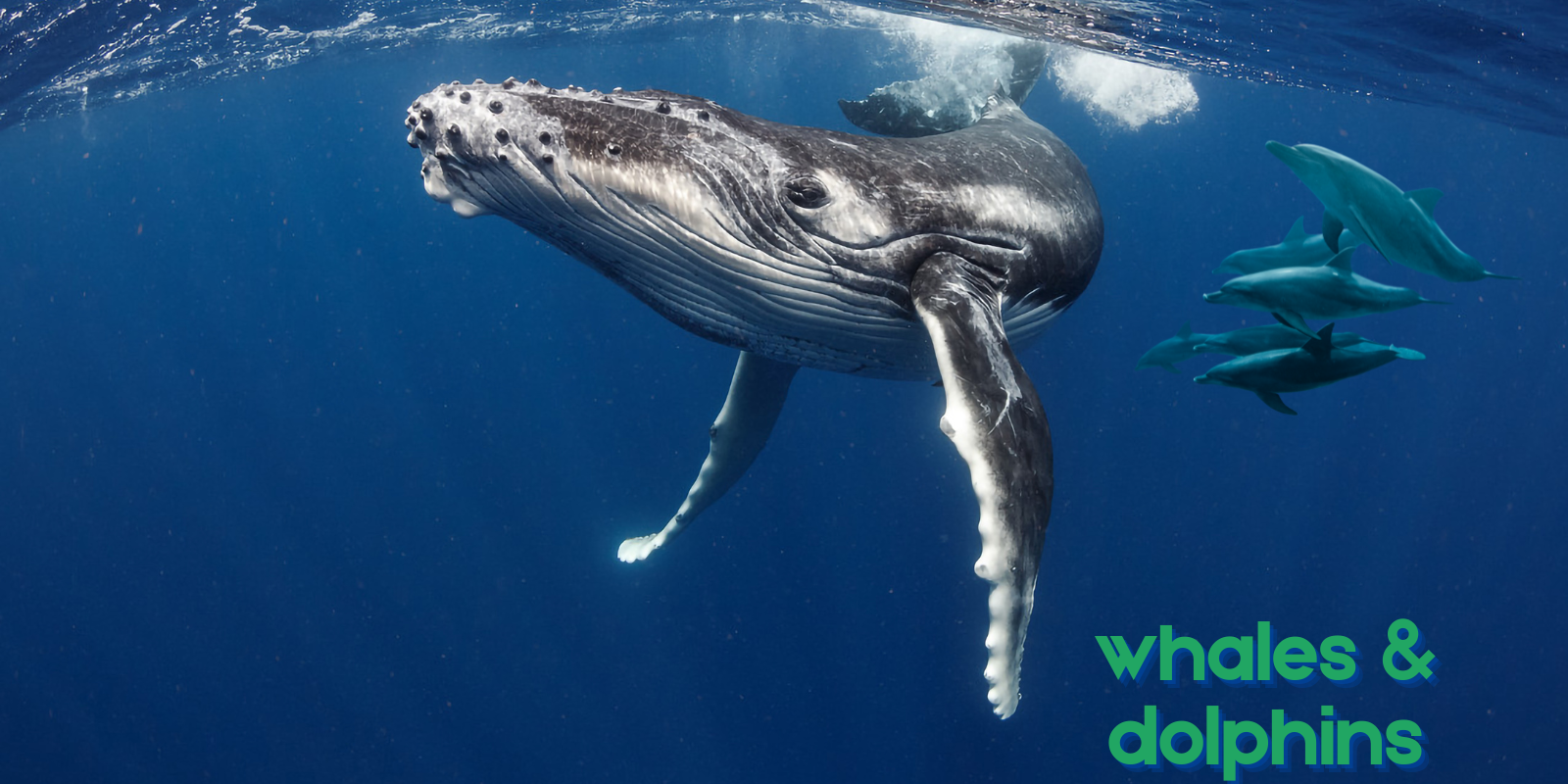 whales-dolphins
