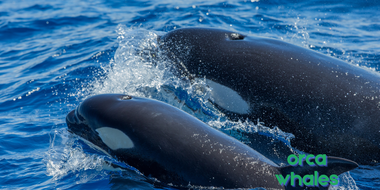 whales-orca