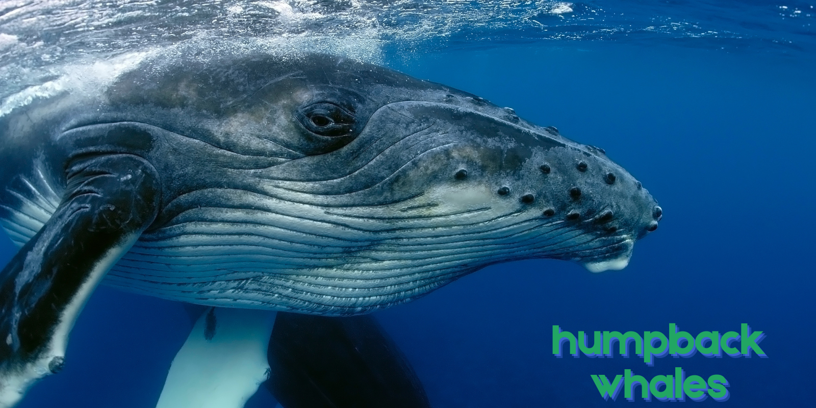 whales